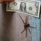 Illustration for article titled Just An Ordinary House Spider